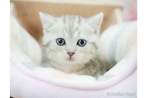 販売中の千葉県のミヌエット-113548の3枚目